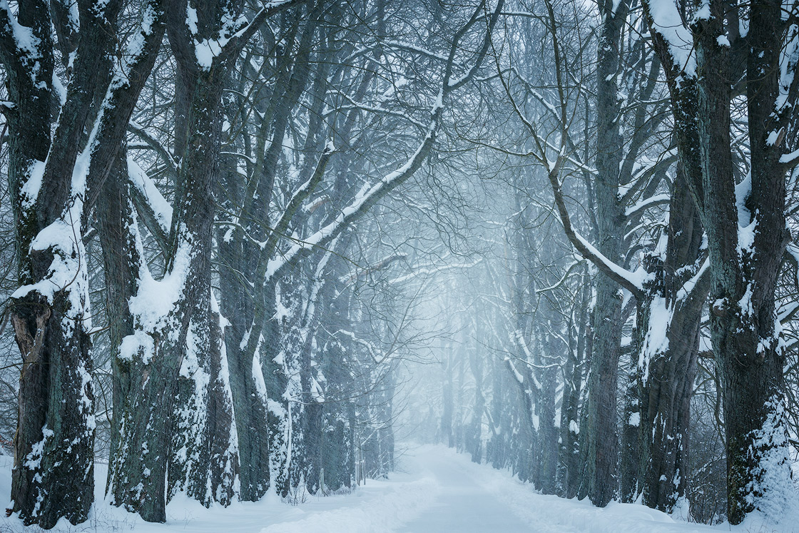 Kastanienallee im Schneetreiben