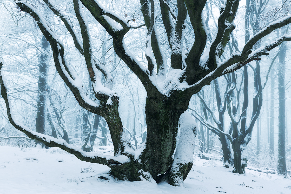 Winterstimmung im Zauberwald.