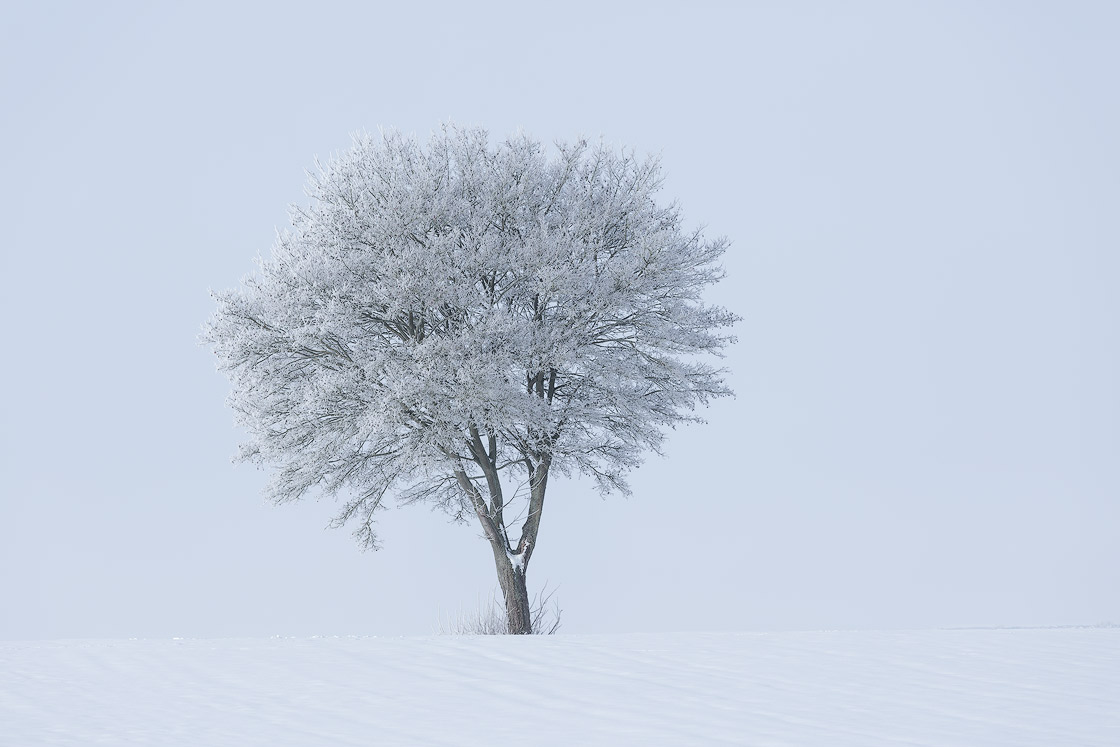 minimalistische Szene von einem Baum im Winter