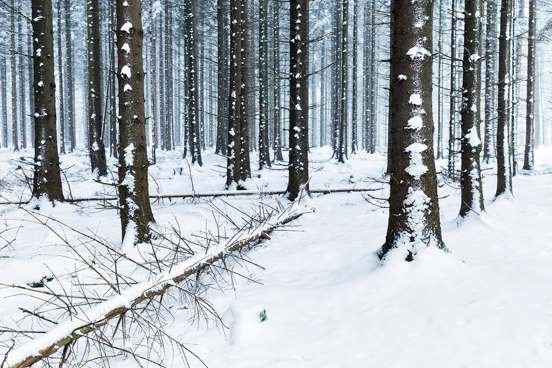 Den verschneiten Nadelwald fotografiert