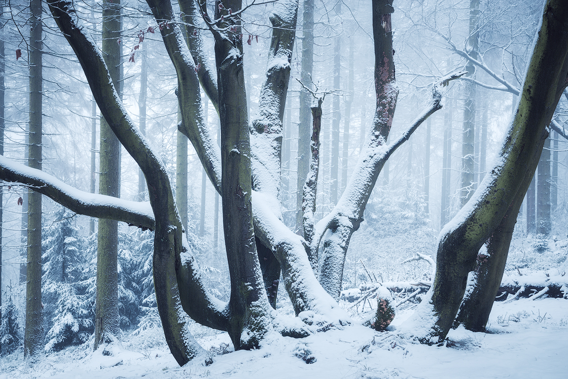 Es wird Winter im märchenhaften Wald.