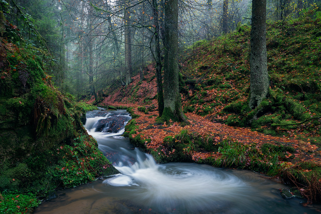 Der Silberbach im Naturpark Teutoburger Wald Eggegebirge