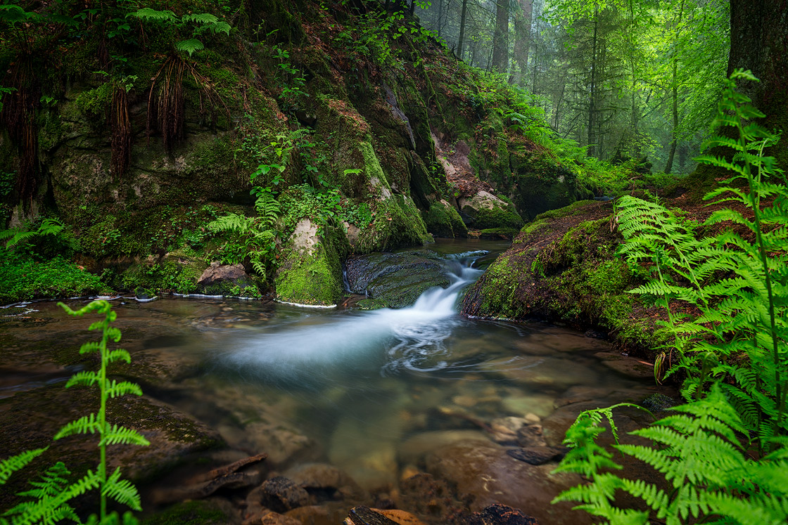 Das wildromantische Silberbachtal bei Horn-Bad Meinberg