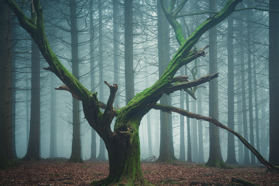 Ein markanter Baum mitten im Nadelwald