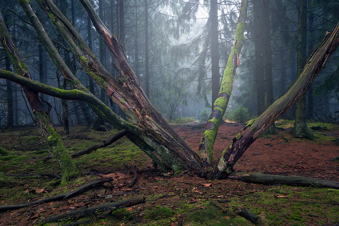 Zauberwald