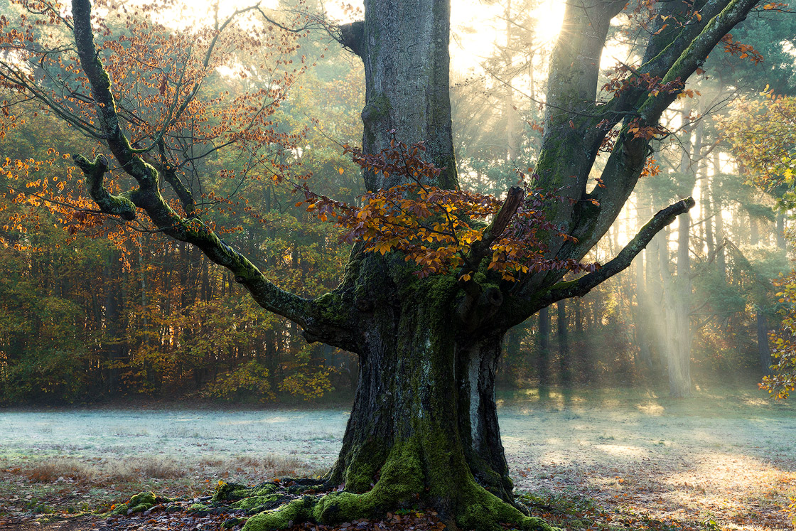 Grandiose Lichtstimmung im Wald