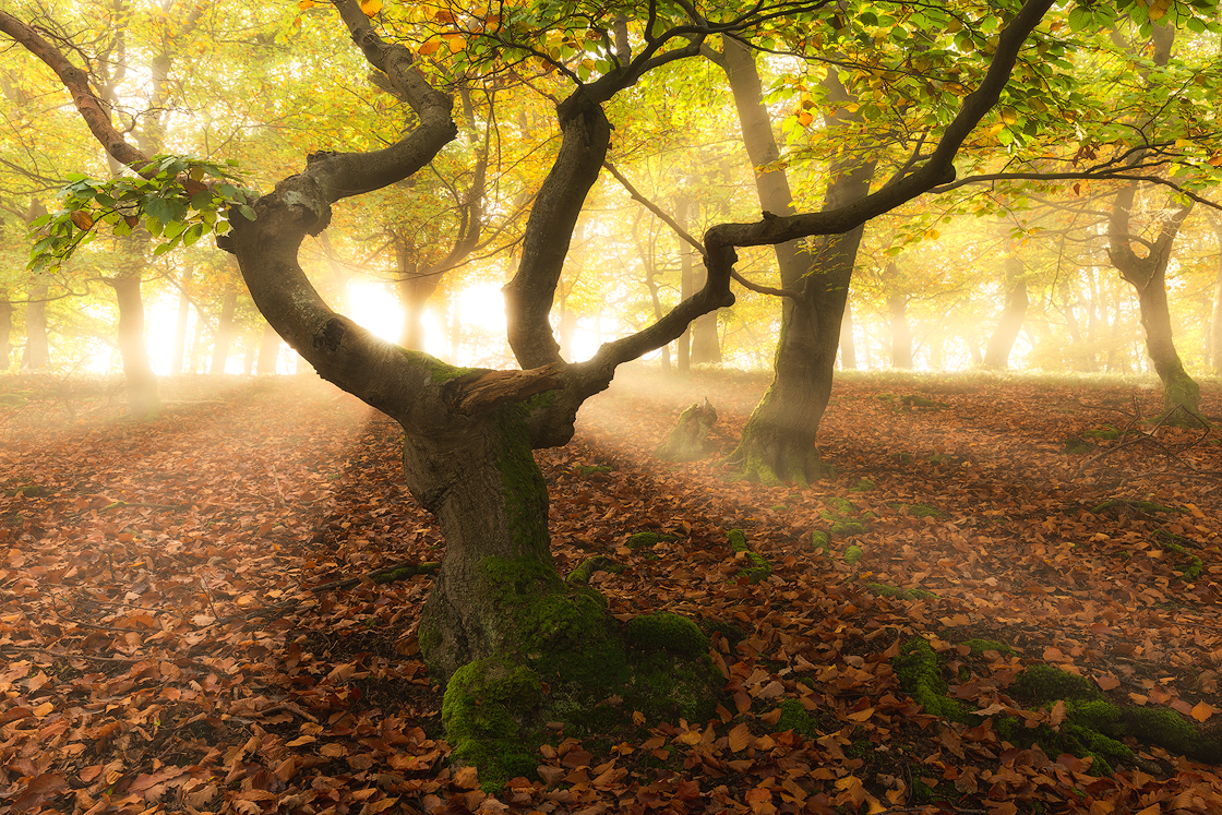 Der märchenhafte Wald wird vom Licht verzaubert.