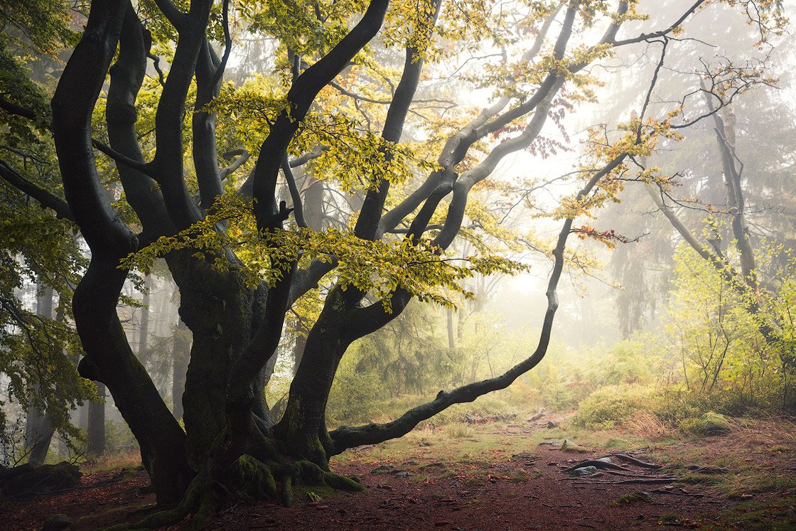 Stimmungvolles Waldbild