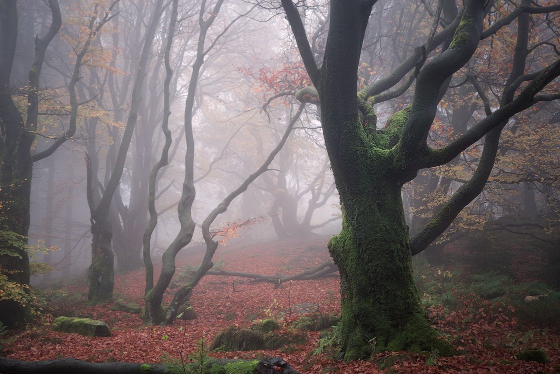 Zauberwald im Nebel