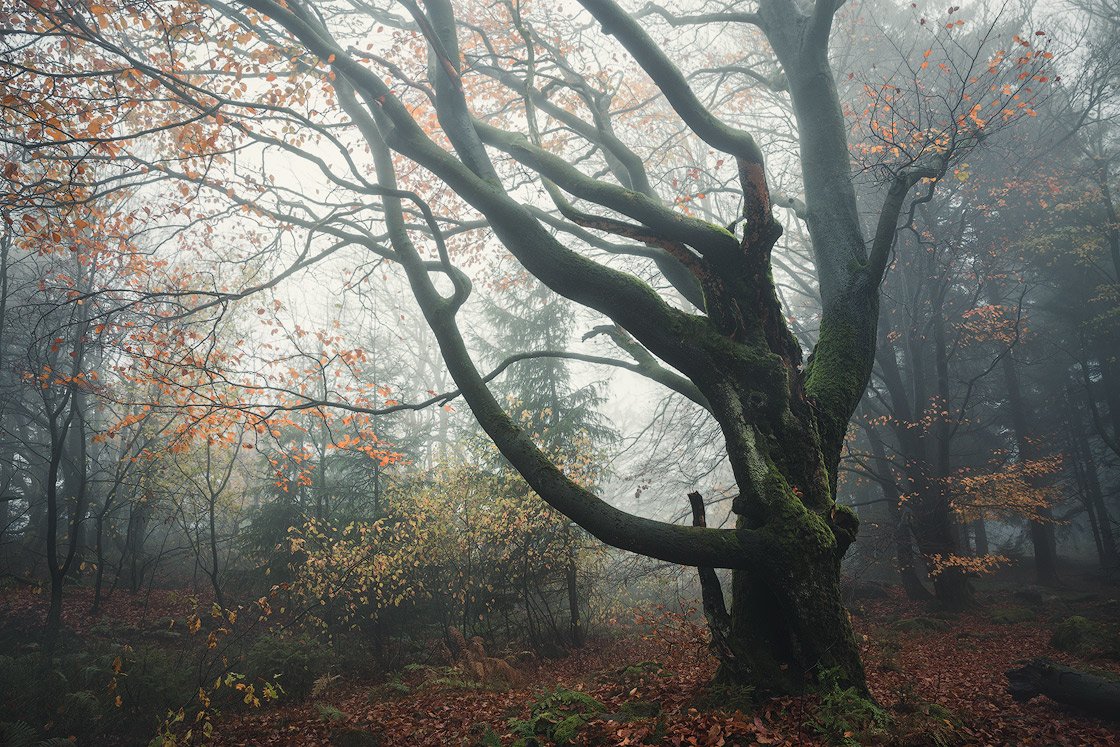 Skurriler Baum im Nebel