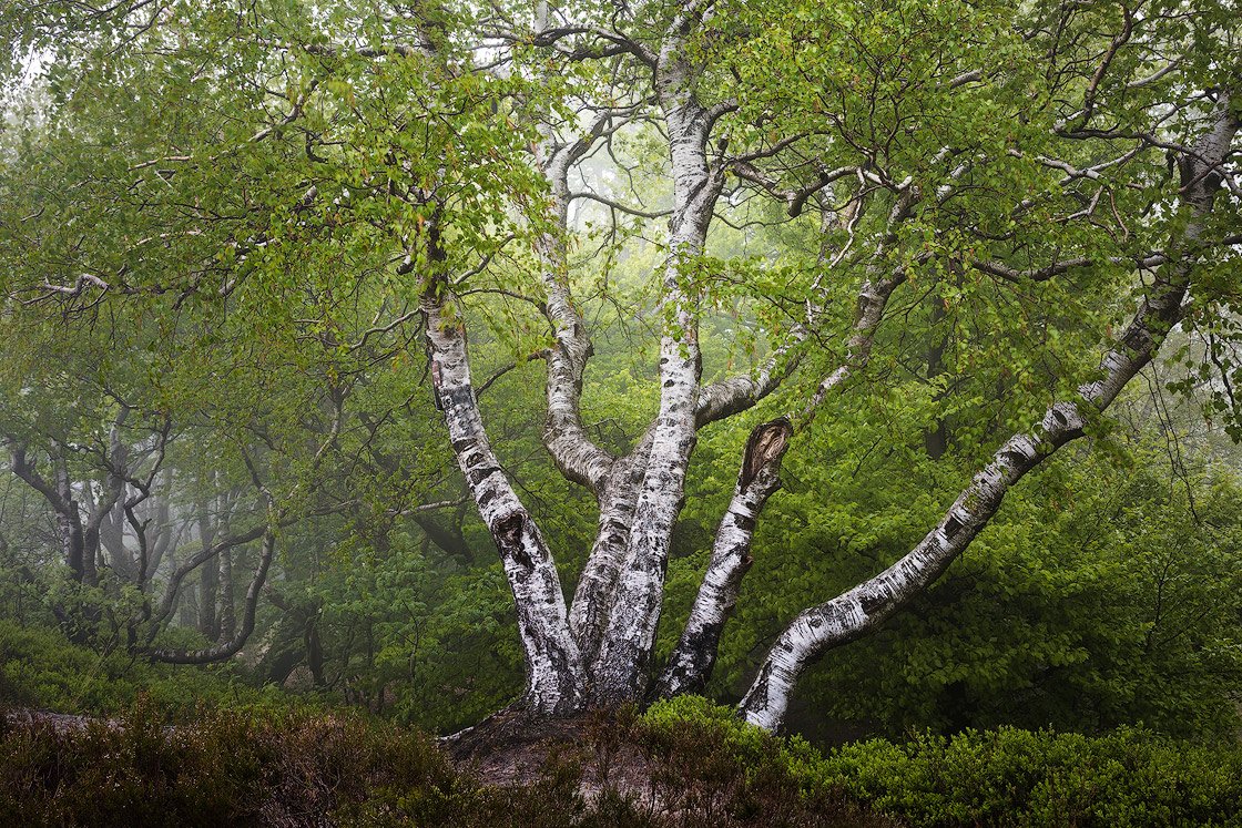 Wunderschöne Birke in einer Nebelstimmung auf dem Velmerstot