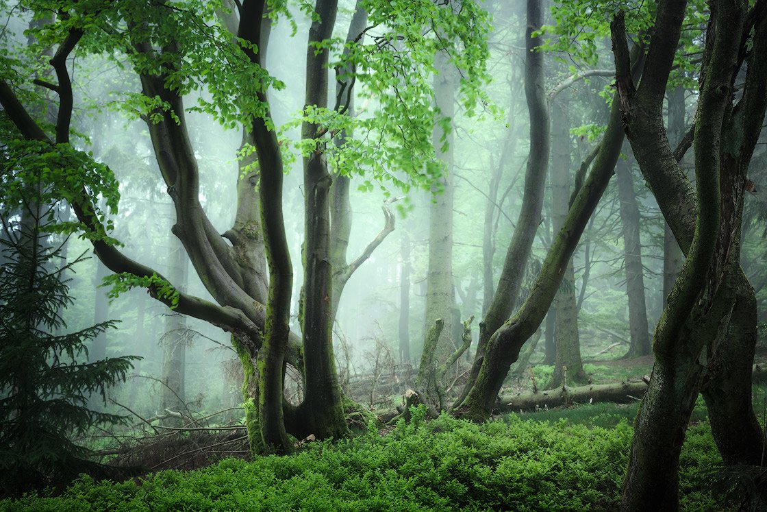 Stimmungsvolle Waldbilder fotografieren