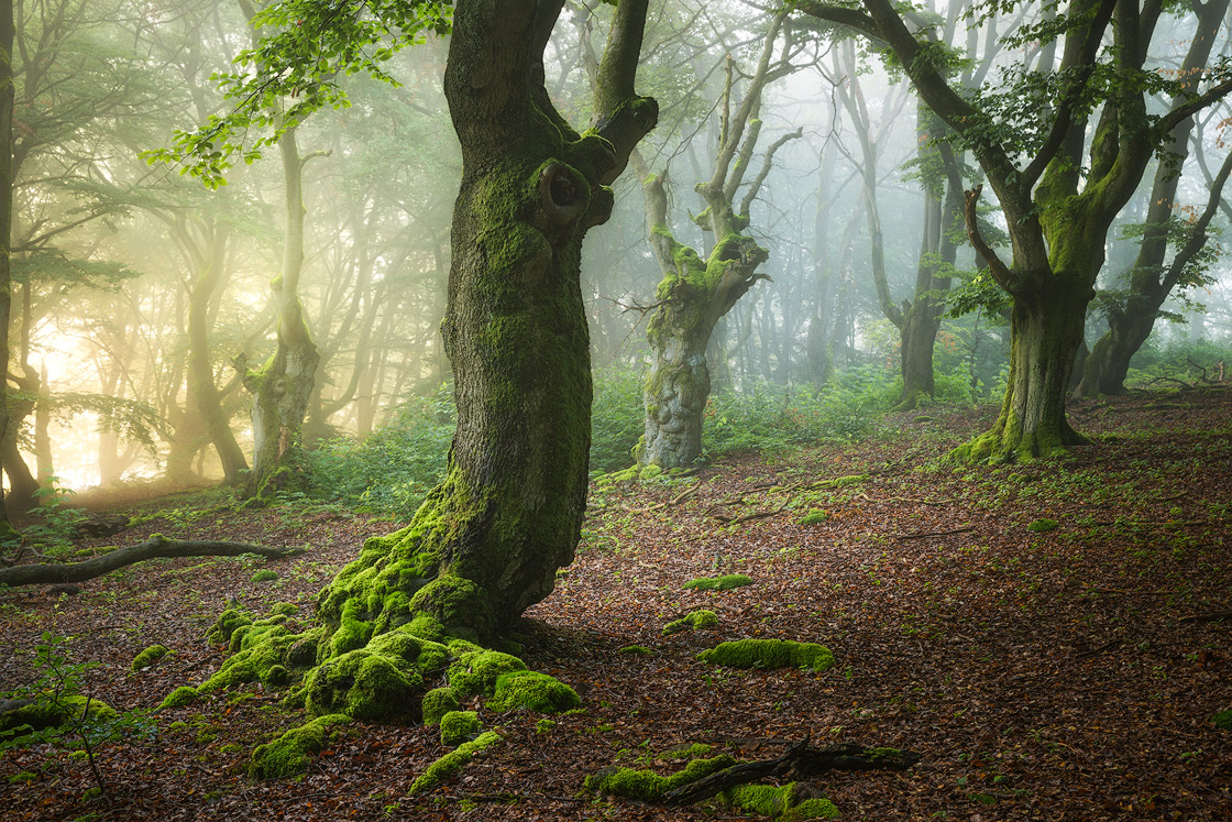 Traumhafte Nebelstimmung in einem Hutewald