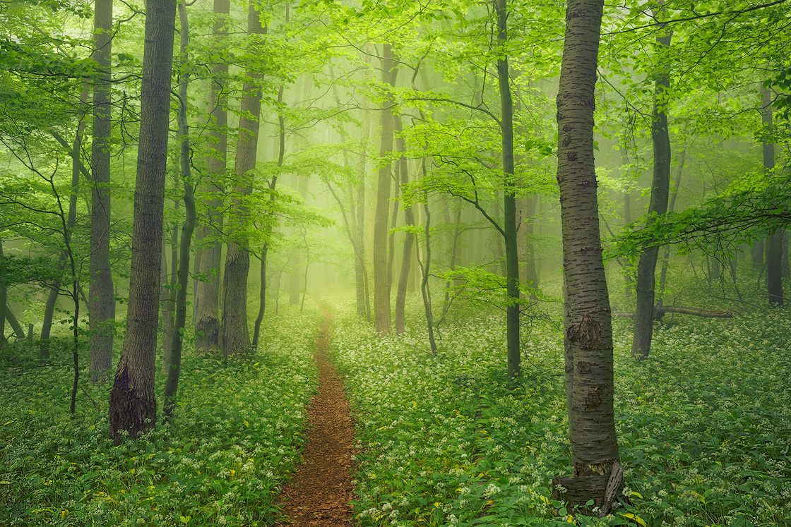 Wunderschöner Waldweg