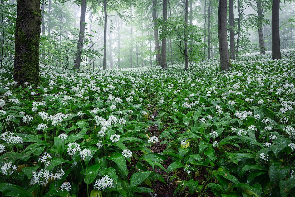 Bärlauchblüte im Nebel gehüllten Wald