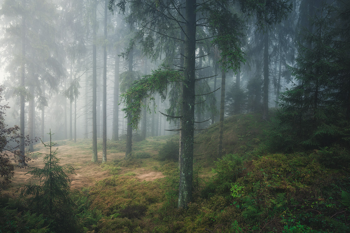 Nebelstimmung im Wald fotografieren