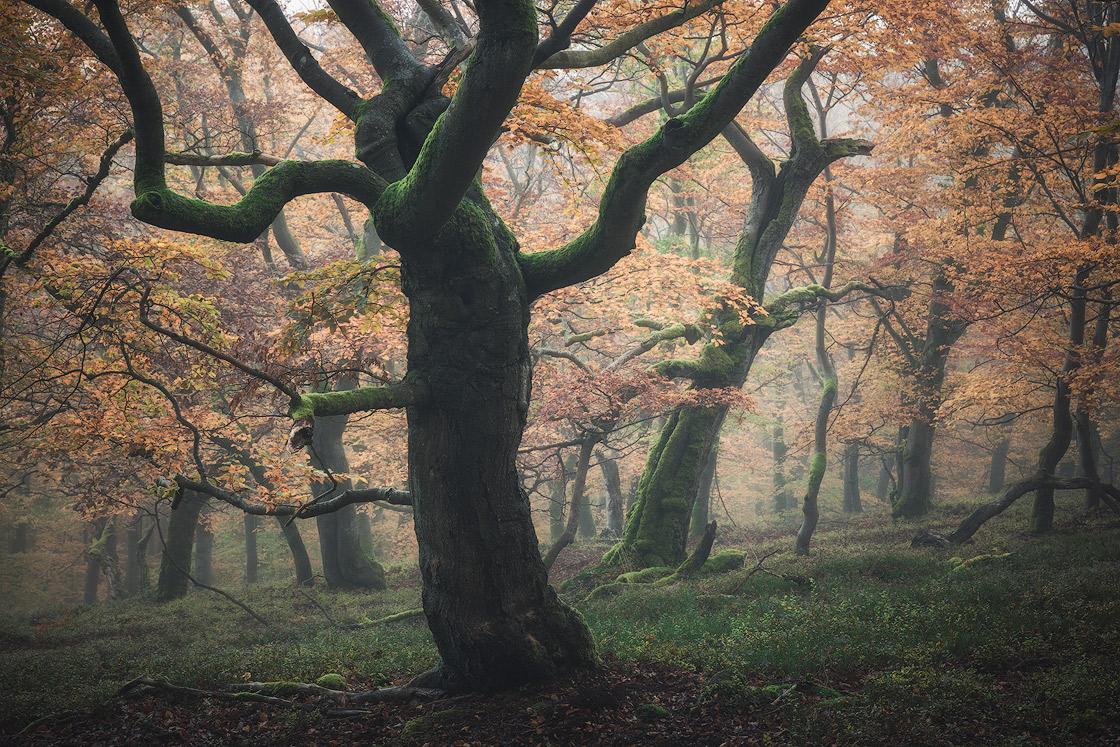 Mystischer Wald