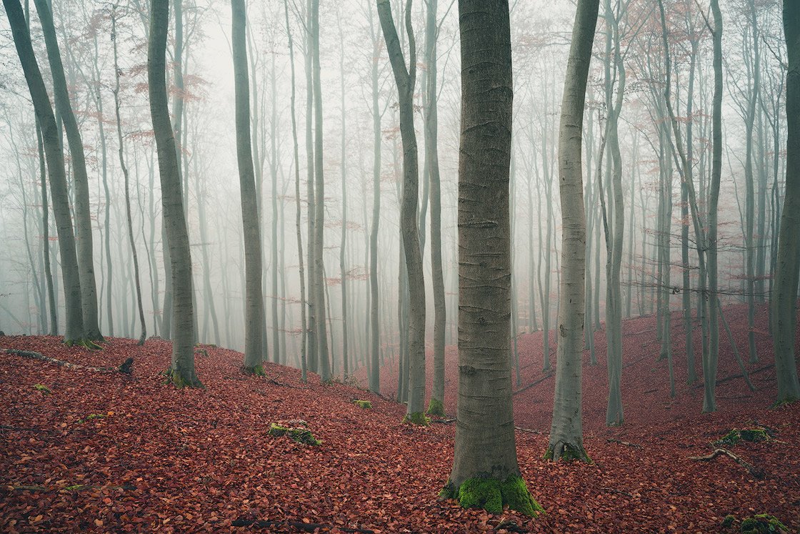 Buchenwald im Herbst im Nebel