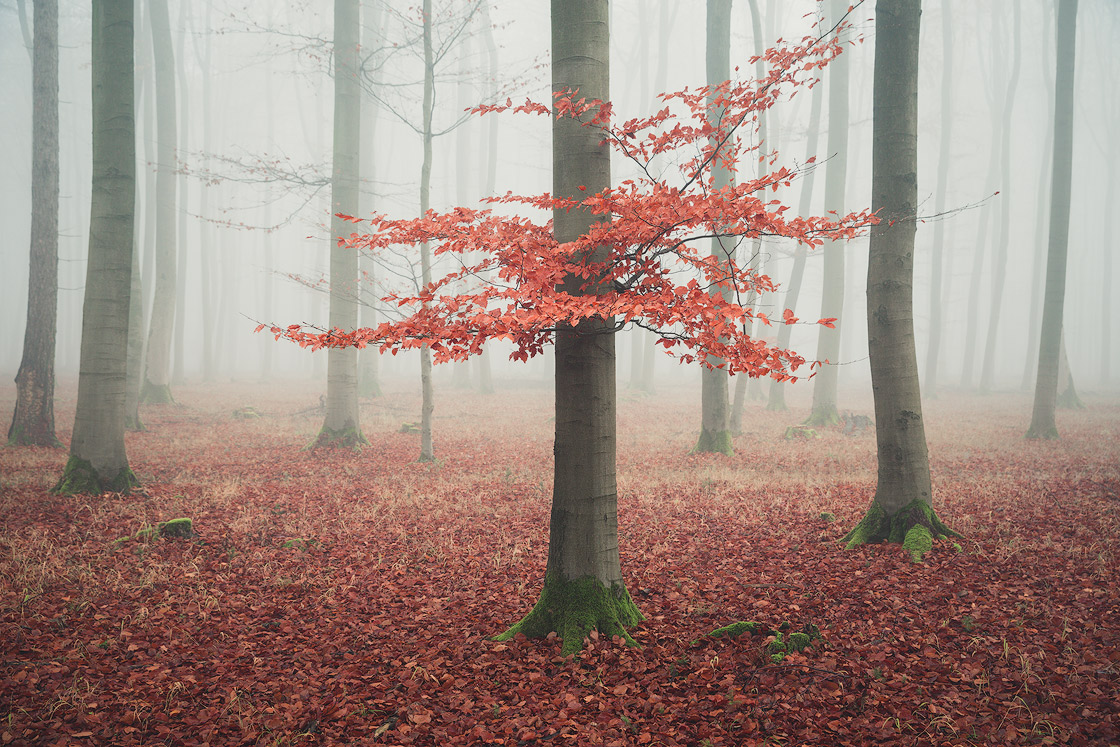 Herbststimmung im Wald