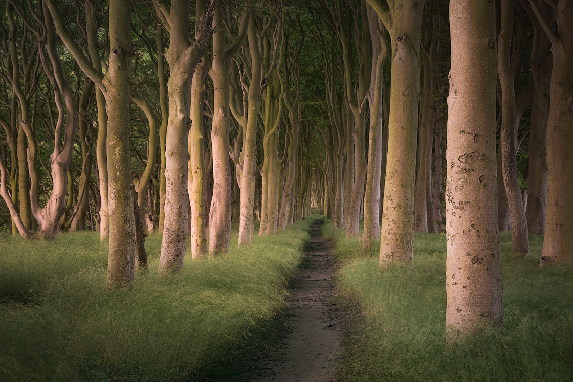 Ein märchenhafter Küstenwald auf der Insel Rügen