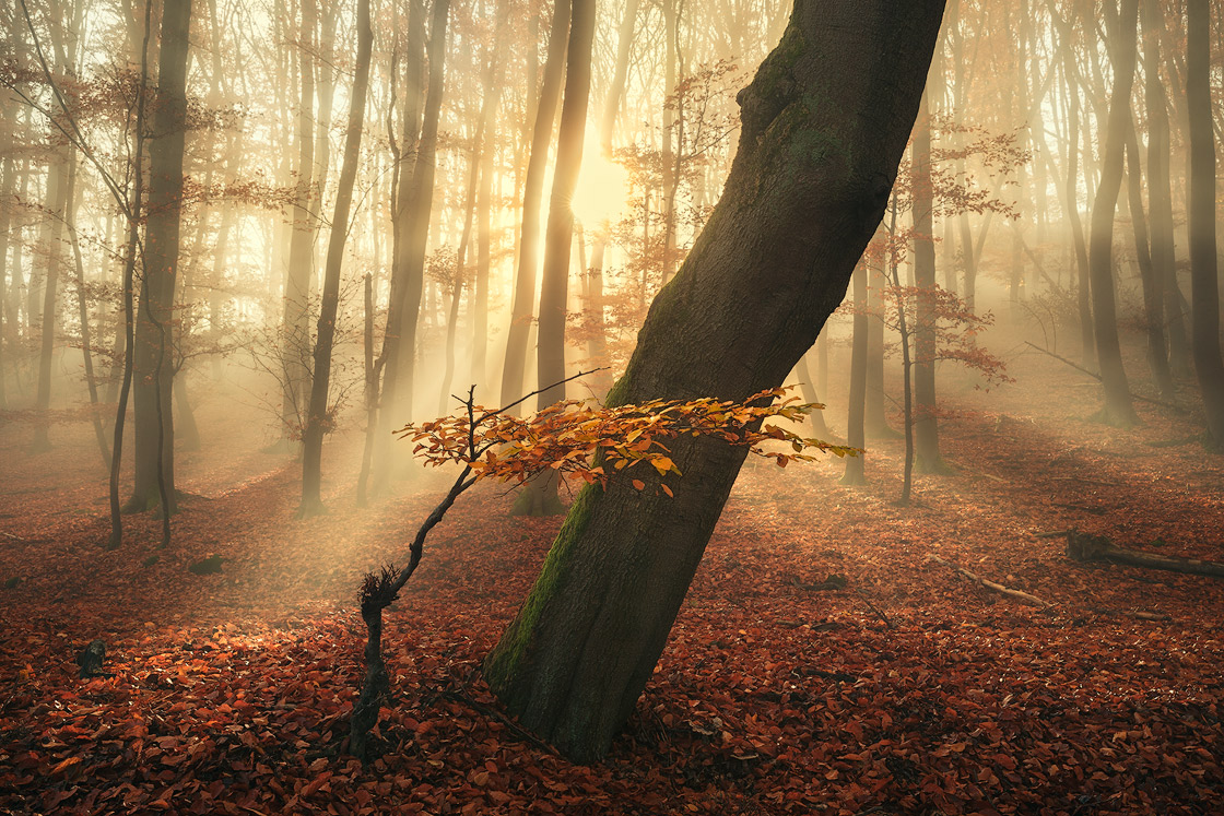 Herrliche Lichtstimmung im herbstlichen Wald