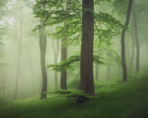 Märchenhafter Teutoburger Wald