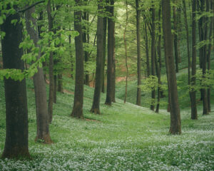 Bärlauchblüte im Teutoburger Wald