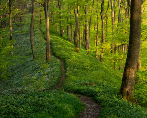 Pfad durch den Teutoburger Wald